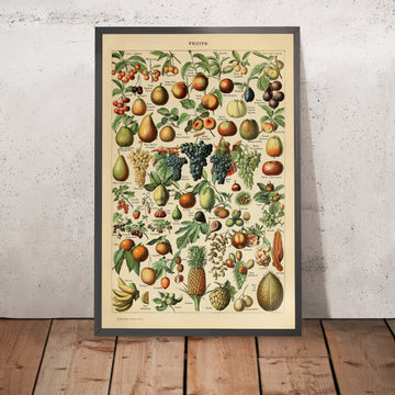 A framed image of Fruits by Adolphe Millot 1890