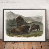 American Bison (Bos americanus) by John Woodhouse Audubon, 1845