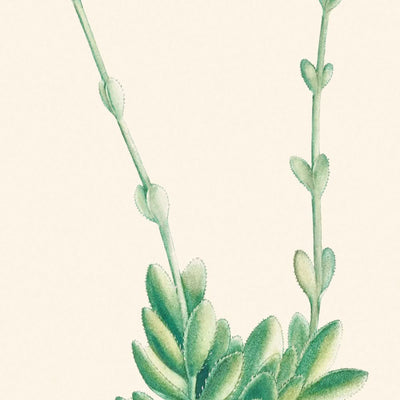 Pigmyweeds de Pierre-Joseph Redouté, 1802