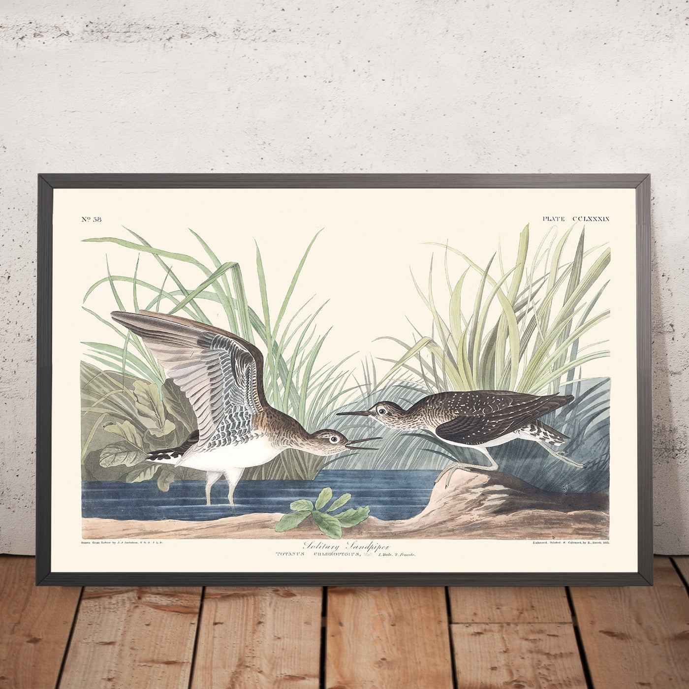 A framed image of Solitary Sandpiper by John James Audubon 1827