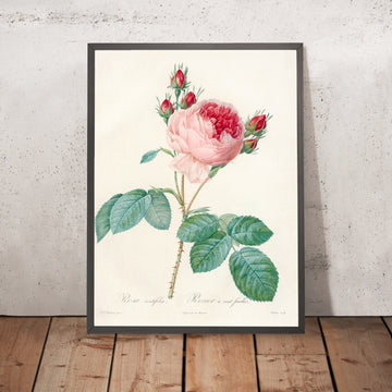A framed image of Cabbage Rose (Rosa centifolia) by Pierre Joseph Redouté, 1817
