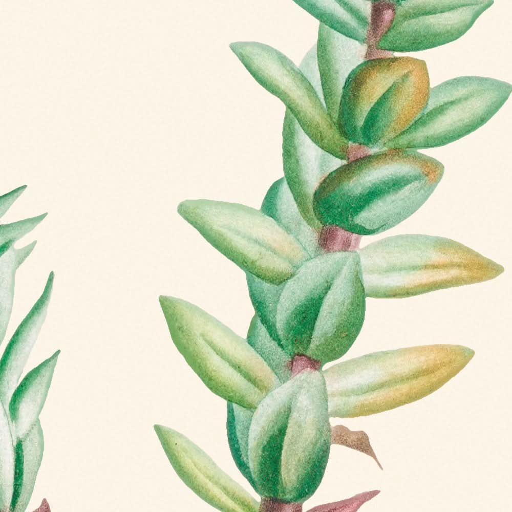 Rote Crassula von Pierre-Joseph Redouté, 1802