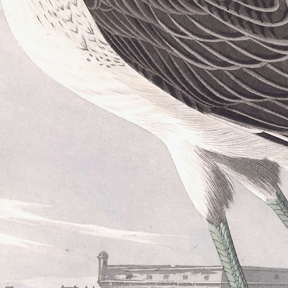 Chevalier aboyeur de John James Audubon, 1827