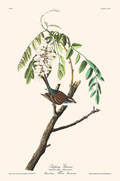 Chipping Sparrow von John James Audubon, 1827