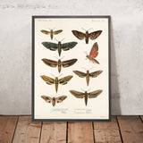 Moths (Lepidoptera: Heterocera, Plate 001) by Frederick DuCane Godman, 1879