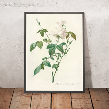 A framed image of White Bengal Rose (Rosa indica subalba) by Pierre Joseph Redouté, 1817