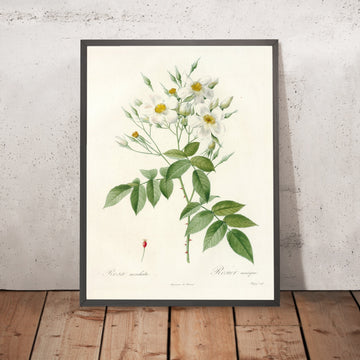 A framed image of Musk Rose (Rosa moschata) by Pierre Joseph Redouté, 1817