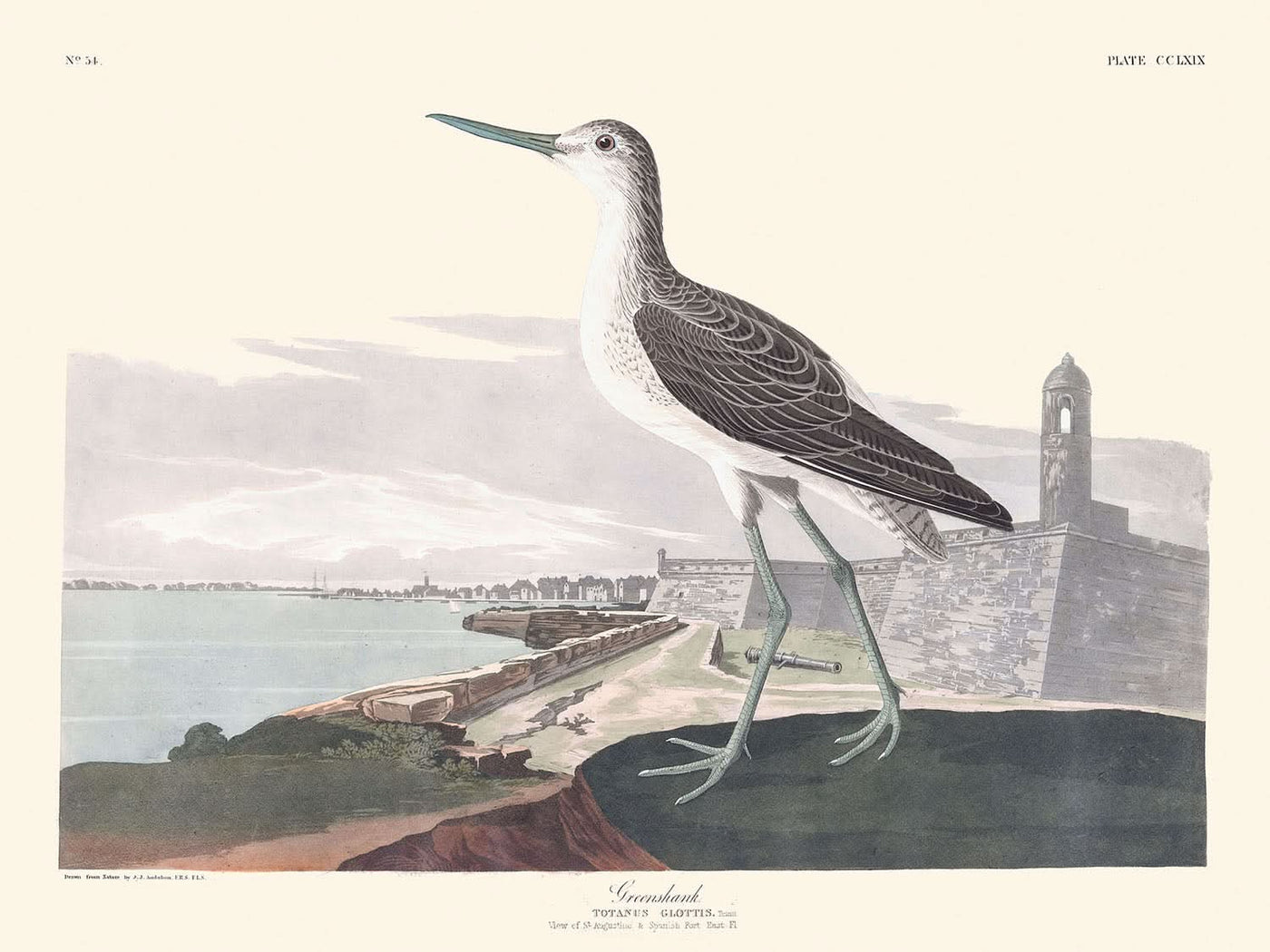 Archibebe claro, de John James Audubon, 1827