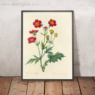 A framed image of Scarlet Avens (Geum cocineum, Plate 12) by Pierre Joseph Redouté, 1827