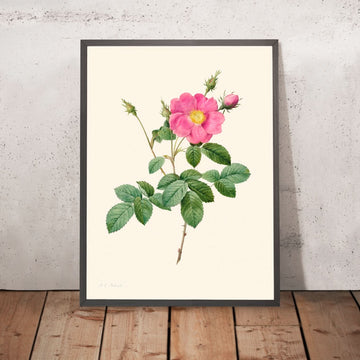 Cabbage Rose by Pierre-Joseph Redouté, 1817