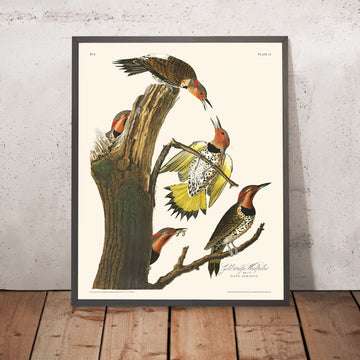 Goldflügeliger Specht von John James Audubon, 1827 