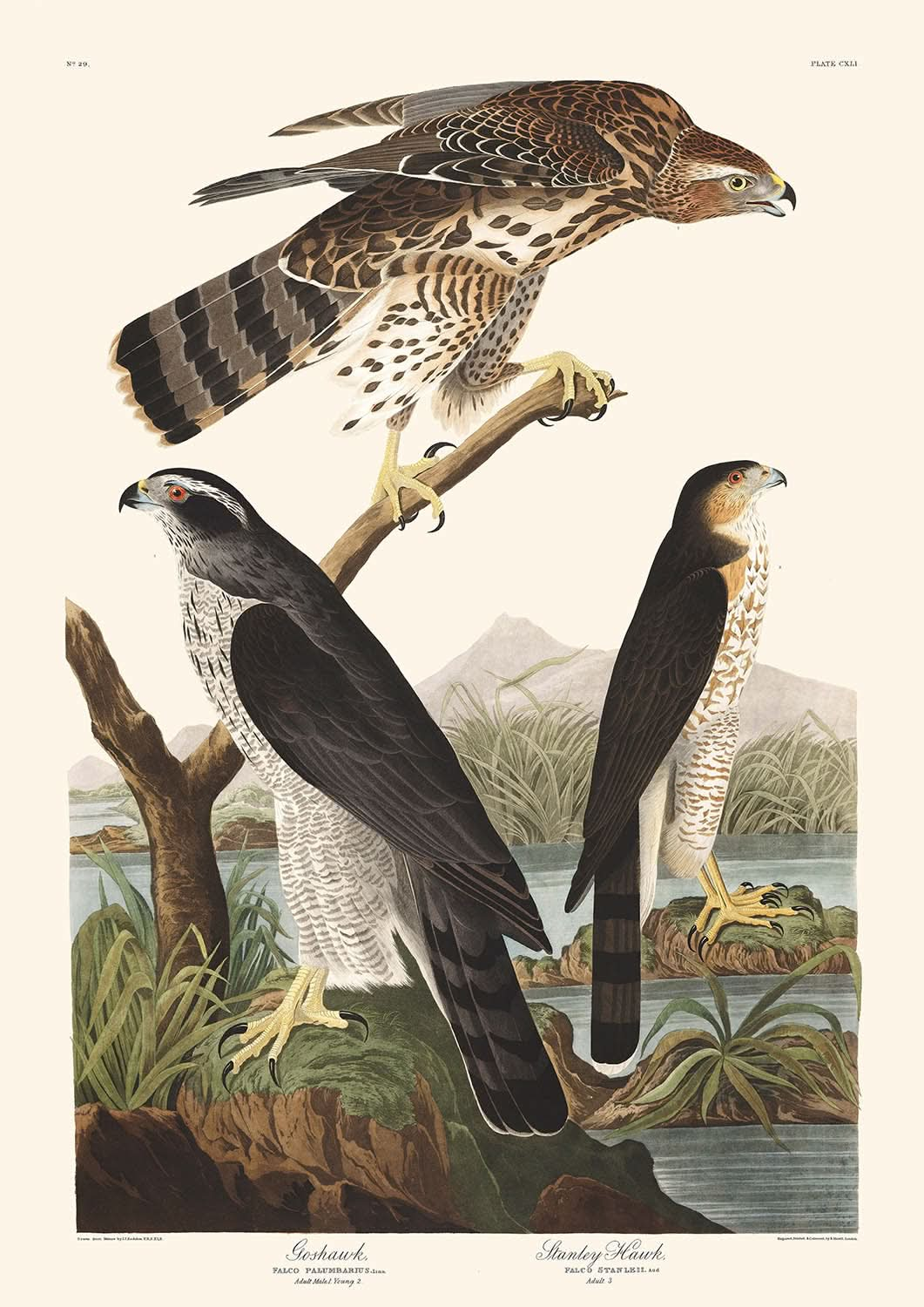 Azor y halcón Stanley, de John James Audubon, 1827