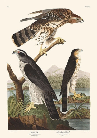 Goshawk and Stanley Hawk by John James Audubon, 1827