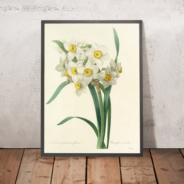 A framed image of Paperwhite Narcissus (Narcissus tazetta, Plate 53) by Pierre Joseph Redouté, 1827