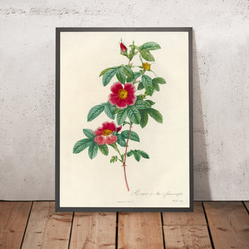 A framed image of Cinnamon Rose (Rosa cinnamomea flore simplici) by Pierre Joseph Redouté, 1817