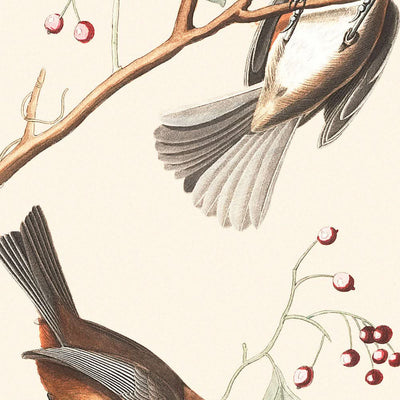 Mésange canadienne par John James Audubon, 1827