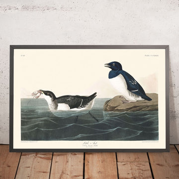 Little Auk by John James Audubon, 1827