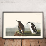 Slender-billed Guillemot by John James Audubon, 1827