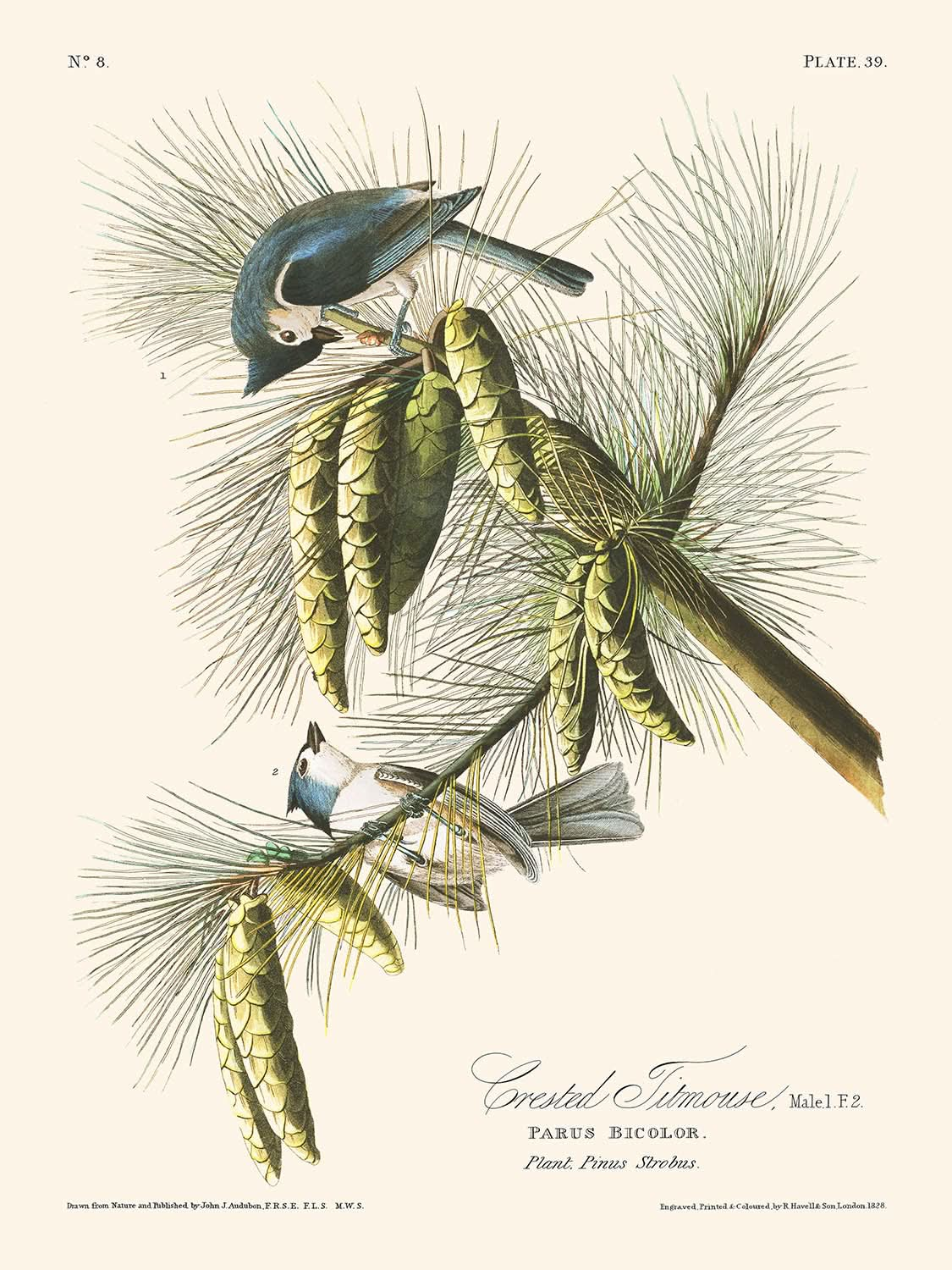 Mésange huppée par John James Audubon, 1827