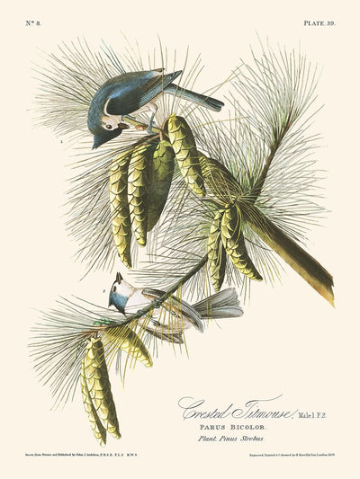 Carbonero crestado, de John James Audubon, 1827