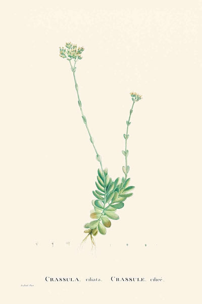 Pigmyweeds de Pierre-Joseph Redouté, 1802