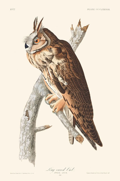 Hibou moyen-duc par John James Audubon, 1827