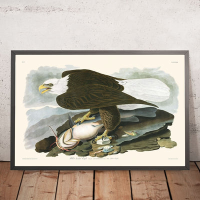 White-headed Eagle by John James Audubon, 1827