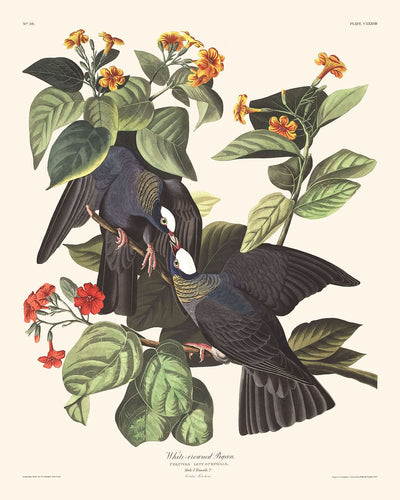 White-crowned Pigeon by John James Audubon, 1827