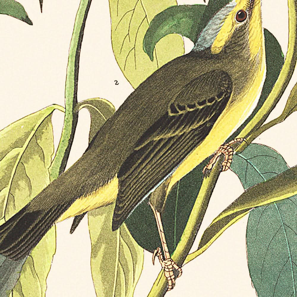 Moucherolle à tête noire vert par John James Audubon, 1827