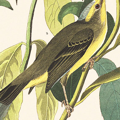 Moucherolle à tête noire vert par John James Audubon, 1827