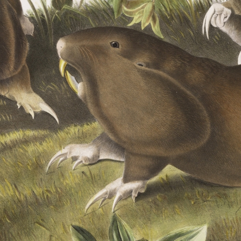 Canada Pouched Rat (Pseudostoma bursarius) by John Woodhouse