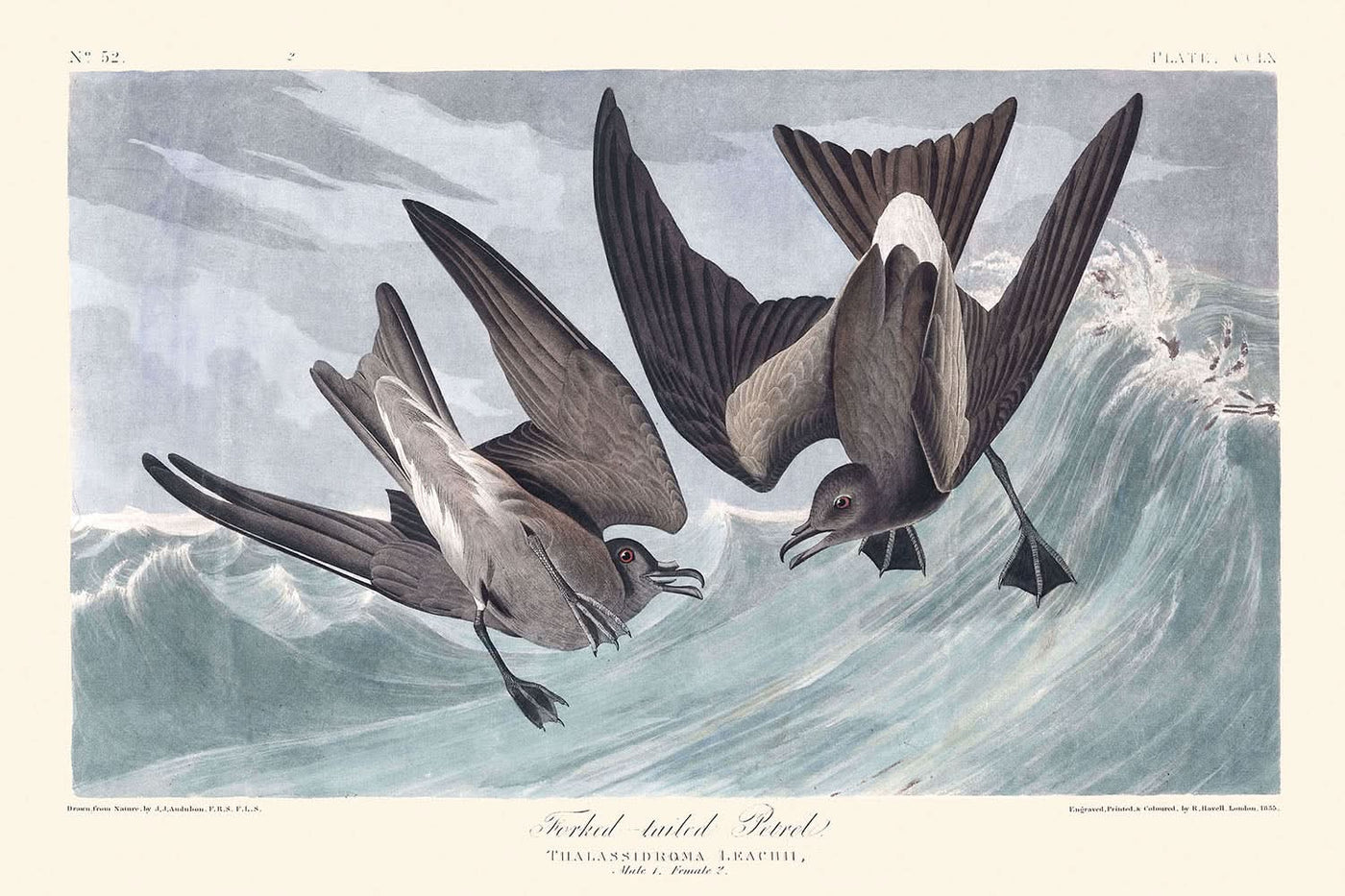 Fork-tail Petrel by John James Audubon, 1827