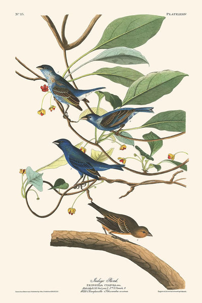 Oiseau indigo de John James Audubon, 1827