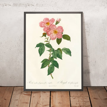 A framed image of Rosa indica fragrans flore simplici by Pierre Joseph Redouté, 1817
