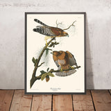 Falco dalle spalle rosse di John James Audubon, 1827 