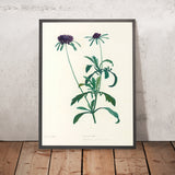 Sweet Scabious (Scabiosa atropurpurea, Plate 39) by Pierre Joseph Redouté, 1805