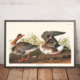 Oca dal fronte bianco di John James Audubon, 1827 