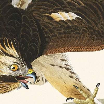 Perdiz de Virginia, de John James Audubon, 1827