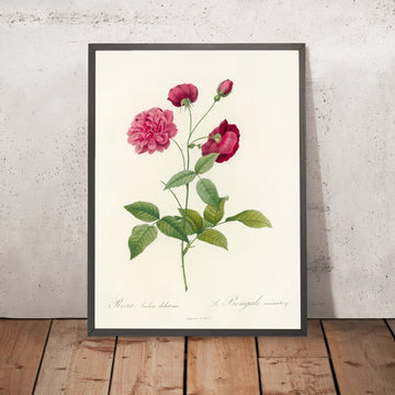 A framed image of Rosa indica dichotoma by Pierre Joseph Redouté, 1817