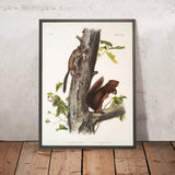 Fremont’s Squirrel (Sciurus Fremonsii) and Sooty Squirrel (Sciurus fuliginosus) by John Woodhouse Audubon, 1845