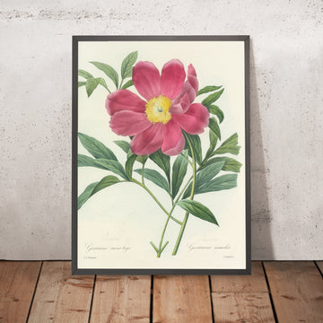 A framed image of Peony (Paeonia, Plate 75) by Pierre Joseph Redouté, 1827