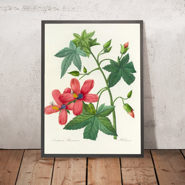 A framed image of Hibiscus (Plate 41) by Pierre Joseph Redouté, 1827