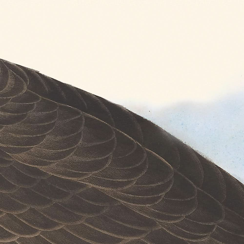 Hutchins's Barnacle Goose by John James Audubon, 1827