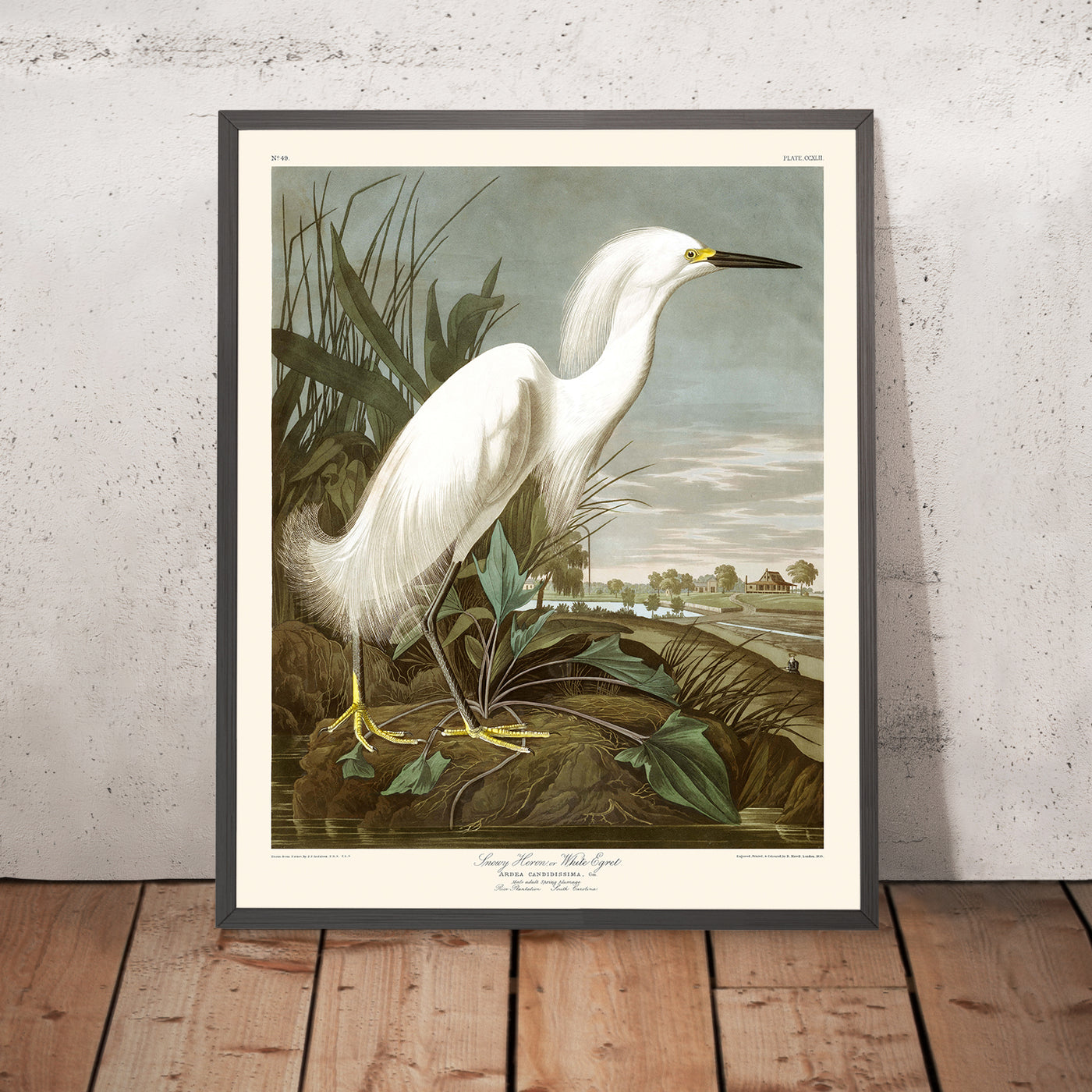 A framed image of Snowy Heron, or White Egret by John James Audubon, 1827