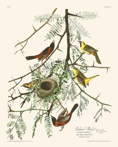 Obstgartenpirol von John James Audubon, 1827