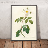 Broad-Leaved Evergreen Rose (Rosa sempervirens latifolia) by Pierre Joseph Redouté, 1817