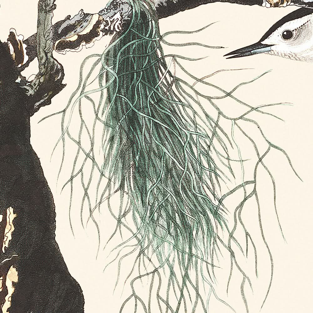 Trepador pechiblanco de cabeza negra, de John James Audubon, 1827