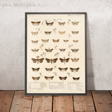 Moths (Lepidoptera: Heterocera, Plate 30) by Frederick DuCane Godman, 1879