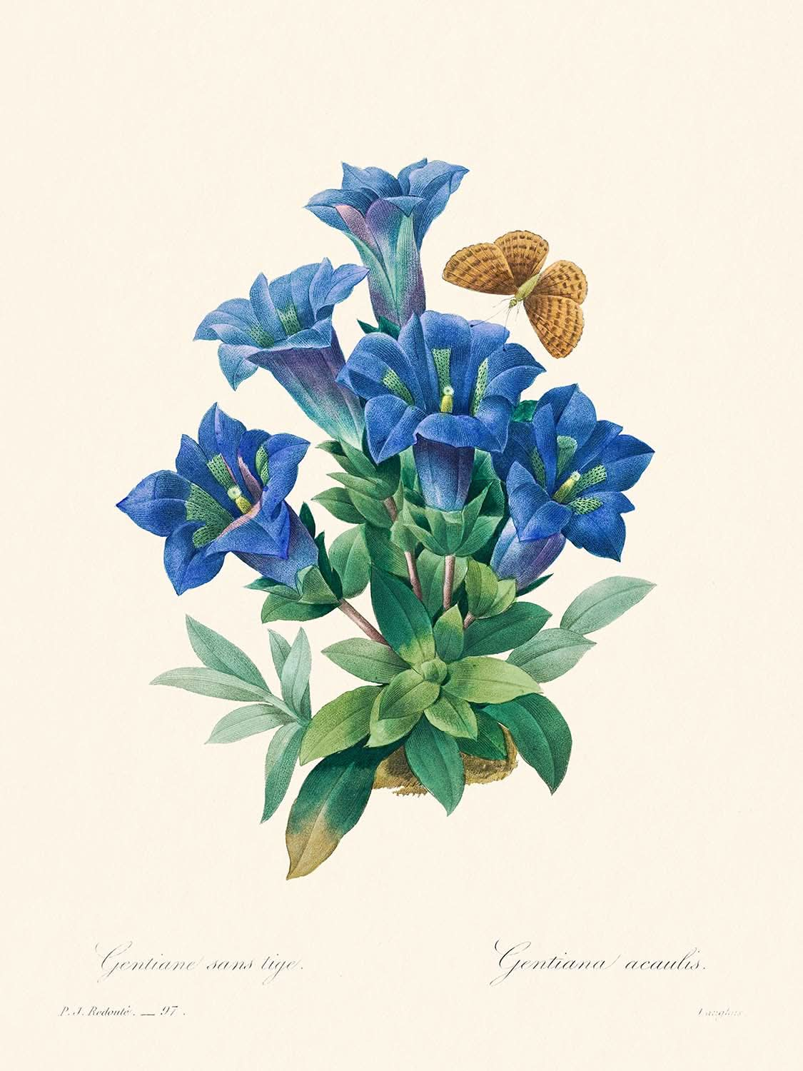 Gentiana Acaulis von Pierre-Joseph Redouté, 1802