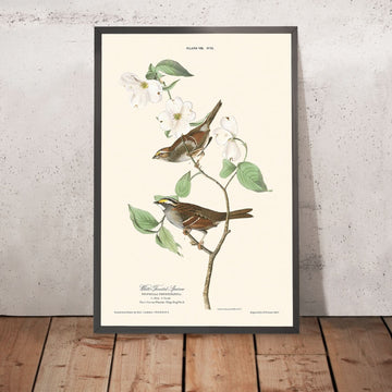 Passero dal collare bianco di John James Audubon, 1827 